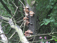 © Zierfischfreunde Immenhausen-Holzhausen